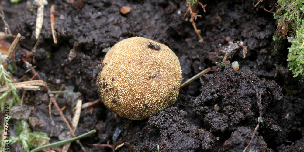 Truffe du cerf granulée